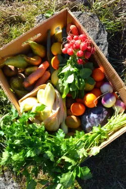 Panier MIXTE bio 12kg France/Italie